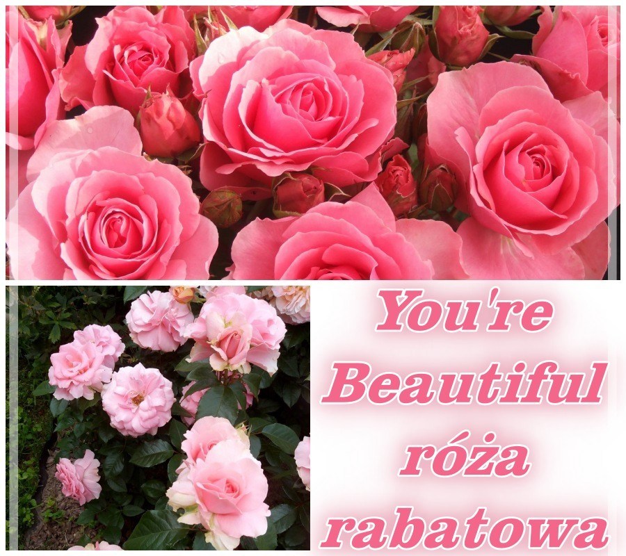 You're Beautiful róże rabatowe